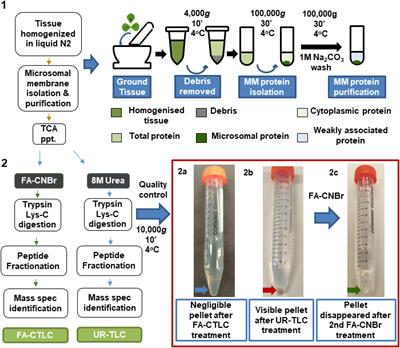 Improving the Identification and Coverage of Plant Transmembrane Proteins in Medicago Using Bottom–Up Proteomics